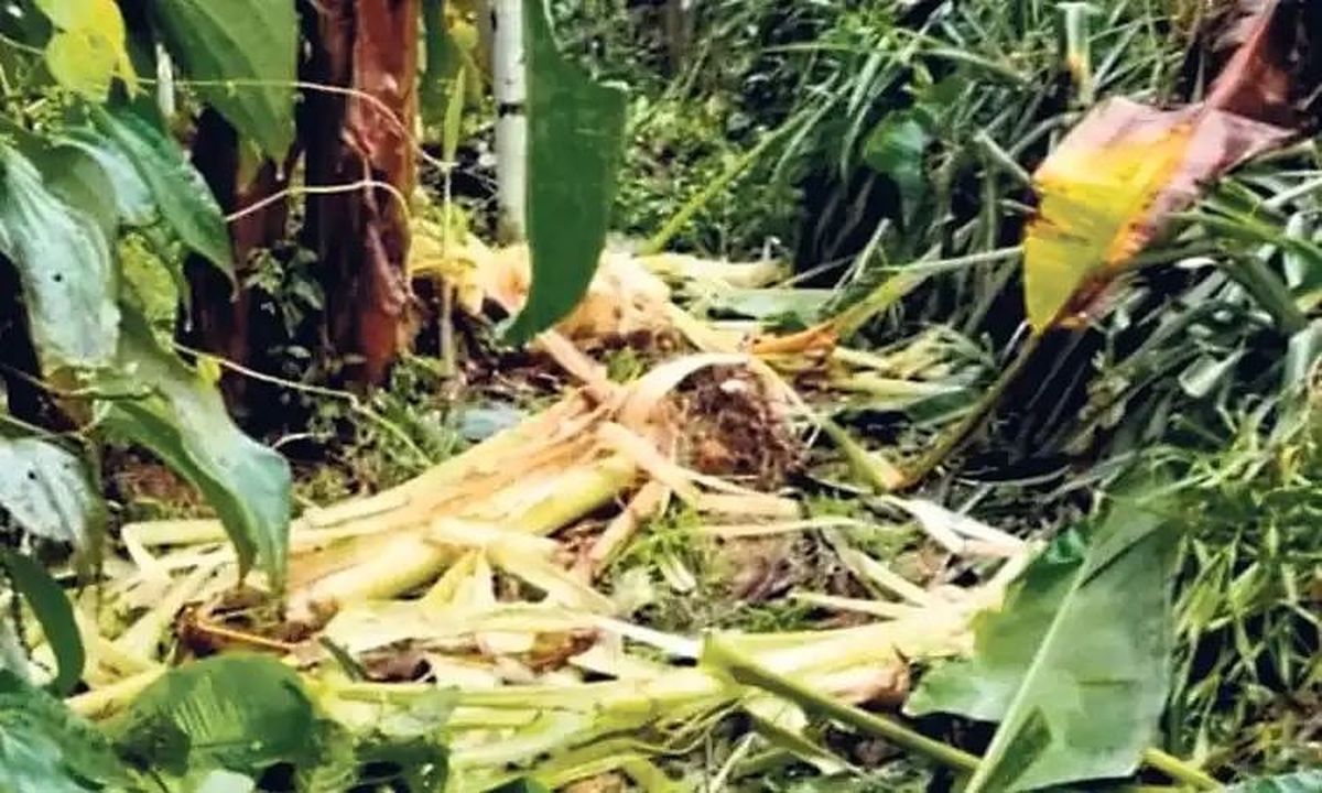 शहर तक पहुंचा जंगली हाथियों का झुंड, खेतों में भारी तबाही