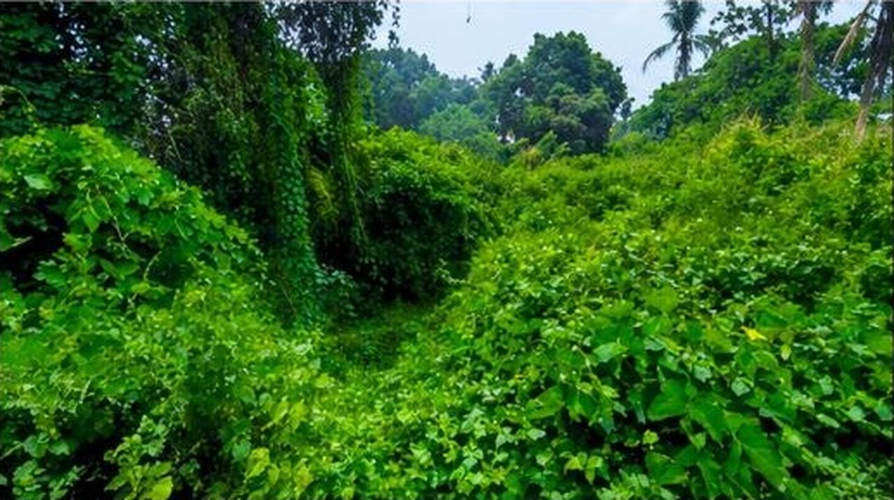 500 साल पुराने तालाब का कायाकल्प, फिर लौटा जीवनजल