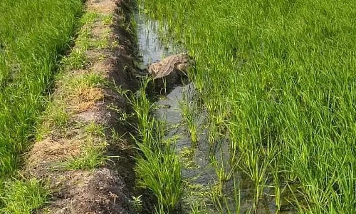 भारी-भरकम मगरमच्छ खेत में घुसा, ग्रामीणों में मची दहशत
