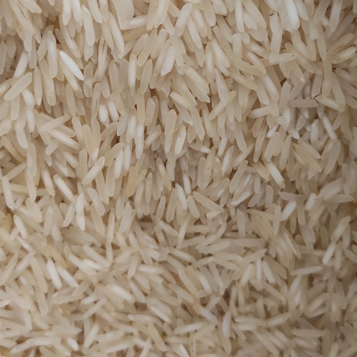 सूखे की मार में बेलगावी की ‘बासमती’ मुरझाई