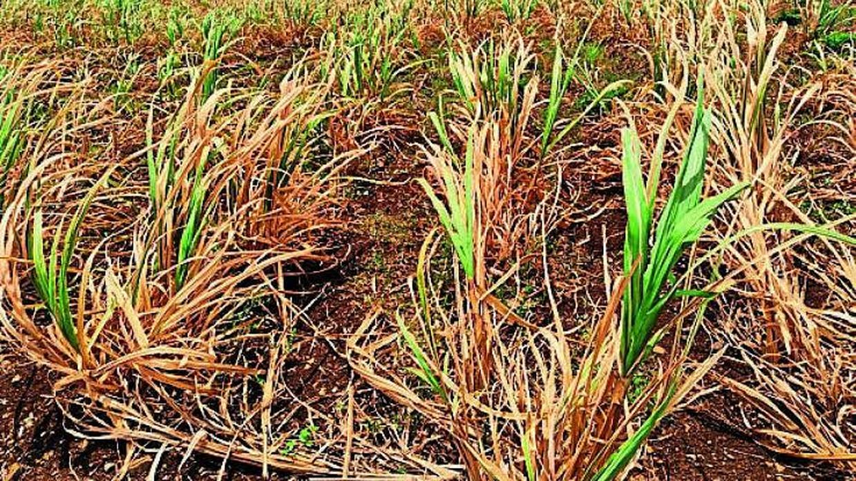 सितंबर में ही तपने लगी तटीय धरती, 29 प्रतिशत बारिश कम