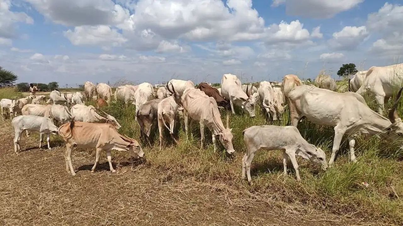 सूखे ने उजाड़े डेरे, गायों संग भटक रहे गोपालक