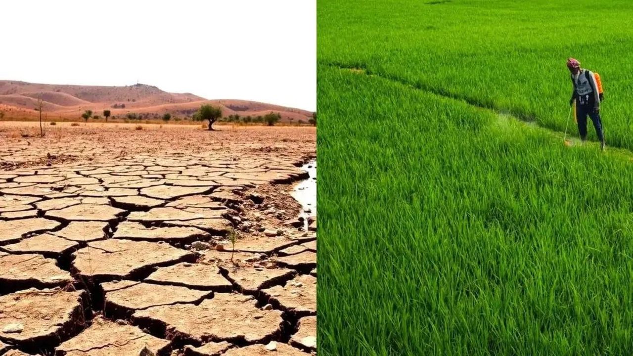 धान में बालियां निकलने के वक्त बारिश ने दिया धोखा