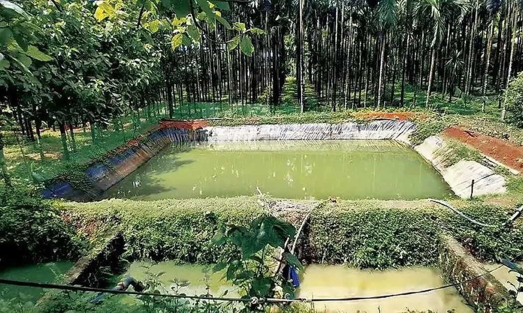 दक्षिण कन्नड़ में बढ़ रही मीठे पानी की मछली पालन