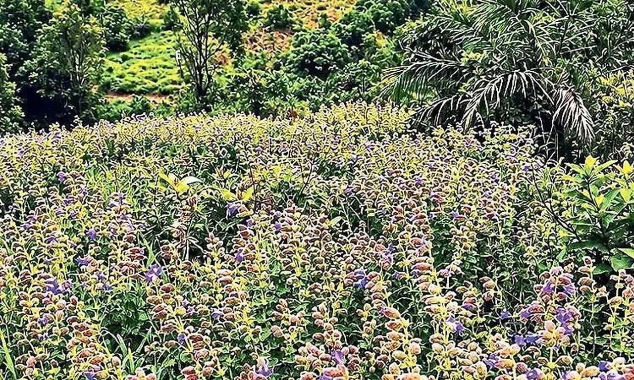 2030 का इंतजार नहीं, कुद्रेमुख में अभी खिल उठी नीलकुरिंजी