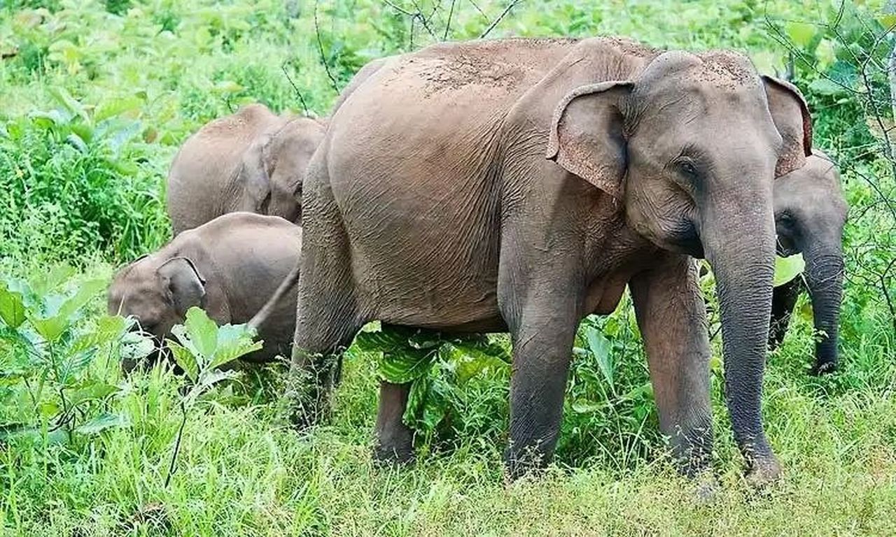 दक्षिण कन्नड़ में हाथियों का आतंक: खेत उजड़े, गांवों में दहशत