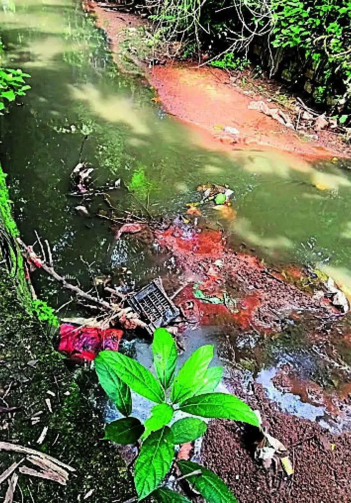 बरसाती नाली बनी गंदे पानी की धारा, कुओं में पहुंचा प्रदूषण का खतरा