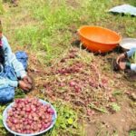 बारिश रूठी, प्याज के भाव ने किसानों की भर दी झोली