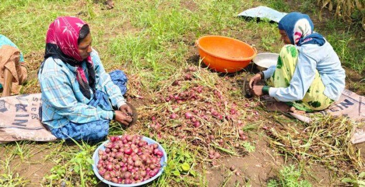 बारिश रूठी, प्याज के भाव ने किसानों की भर दी झोली