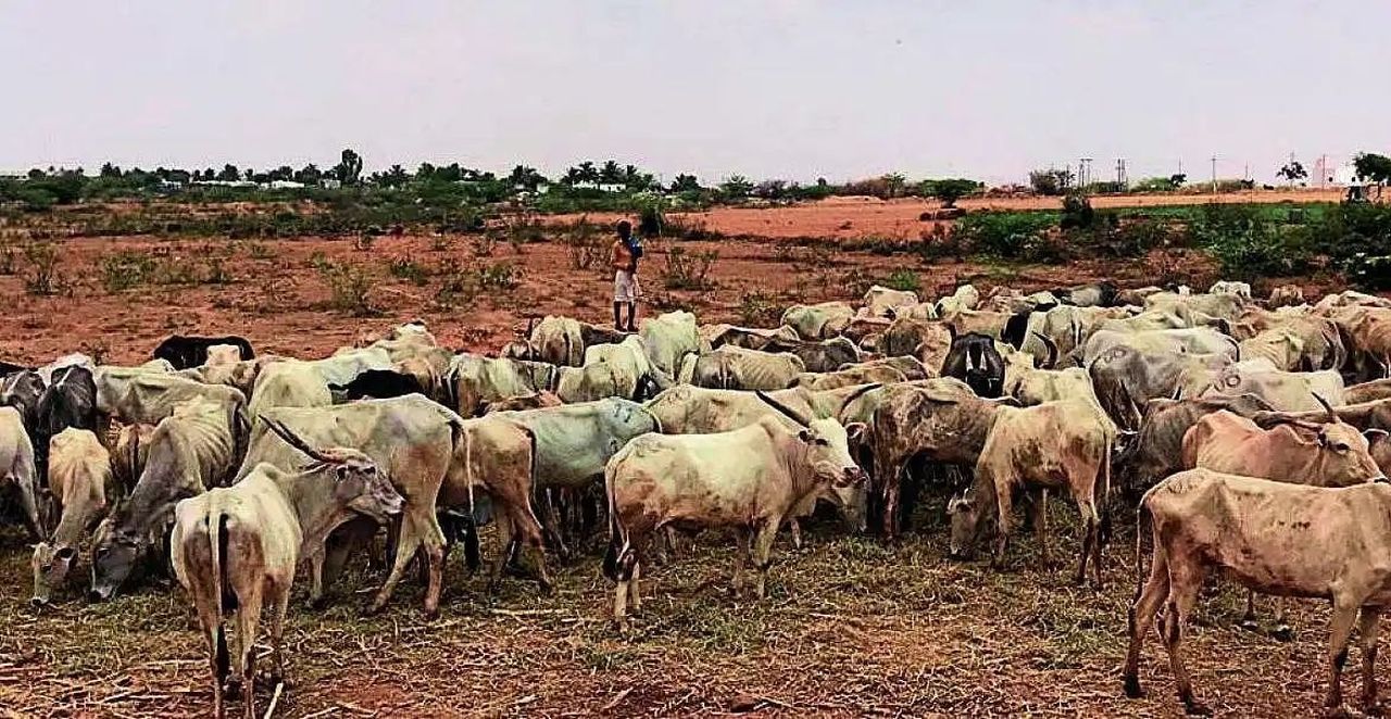 सूखे ने पशुधन को भी घेरा, गौशाला पर अब तक ताला
