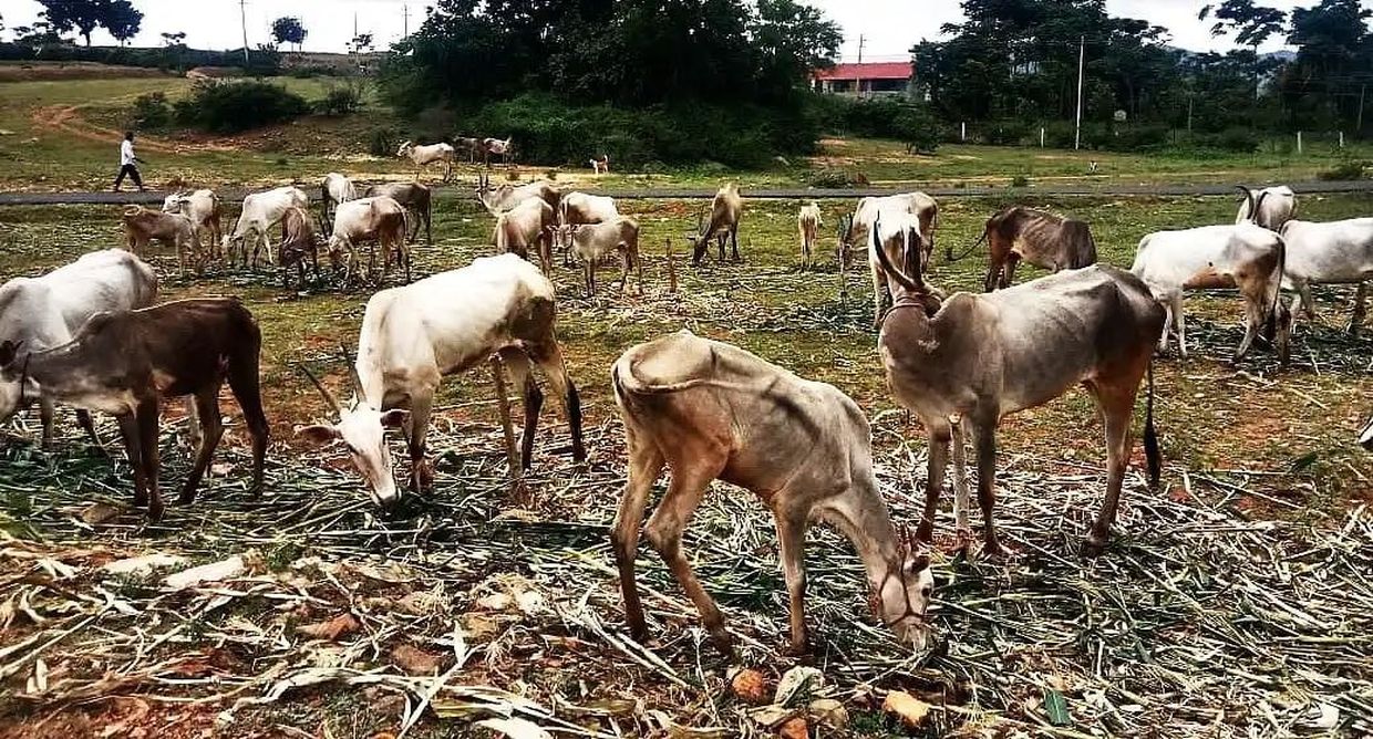 बारिश की कमी से चारे का संकट, किसानों को मुफ्त मिलेंगे चारा बीज