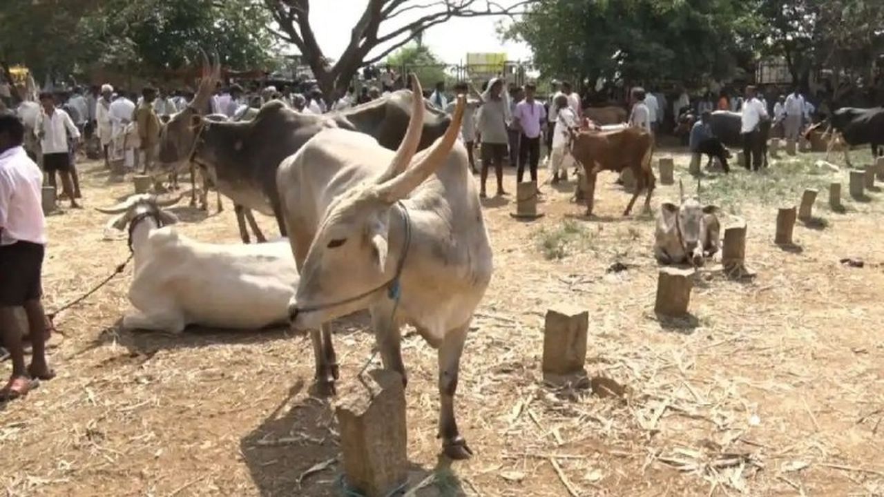 चारे का संकट, औने-पौने दाम पर बिक रहा पशुधन