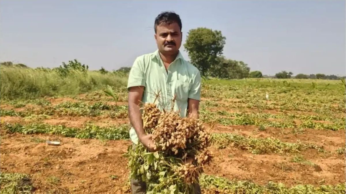 सूखे को मात देकर किसान ने 10 एकड़ में उगाई 100 क्विंटल मूंगफली