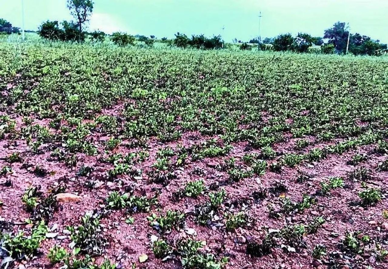 सूखे की मार : 21 करोड़ रुपए की फसल चौपट, पशुओं के चारे पर भी संकट