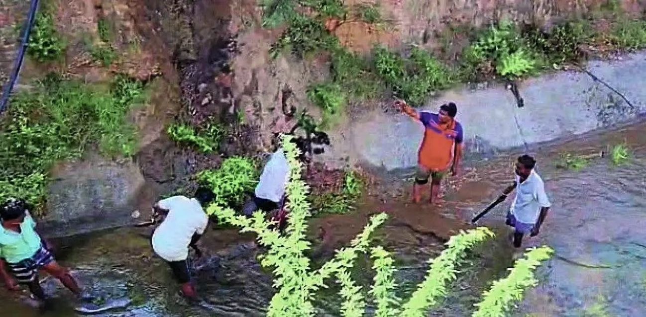 नहर में गाद, खेतों में सूखती फसलें