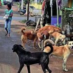 नवलगुंद में आवारा श्वानों का आतंक, बच्चों का घर से निकलना मुश्किल