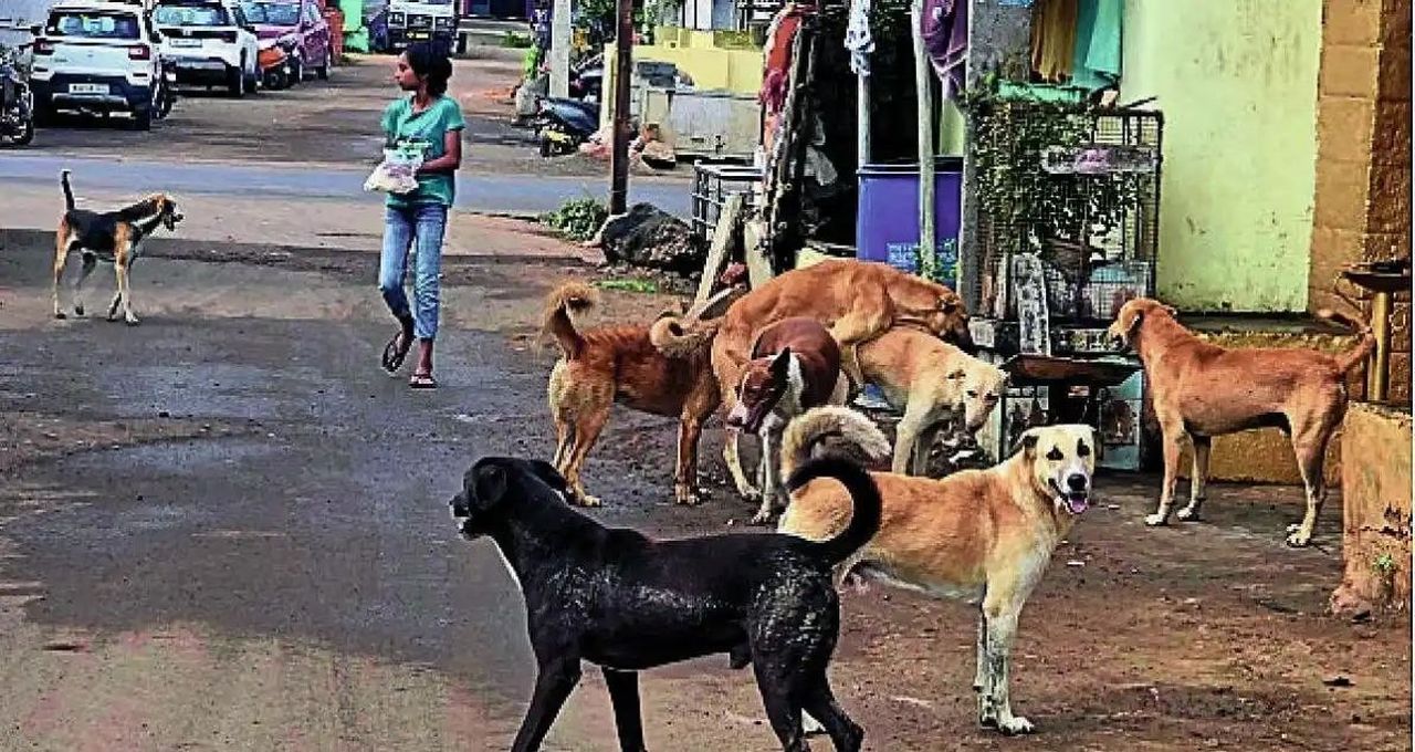 नवलगुंद में आवारा श्वानों का आतंक, बच्चों का घर से निकलना मुश्किल