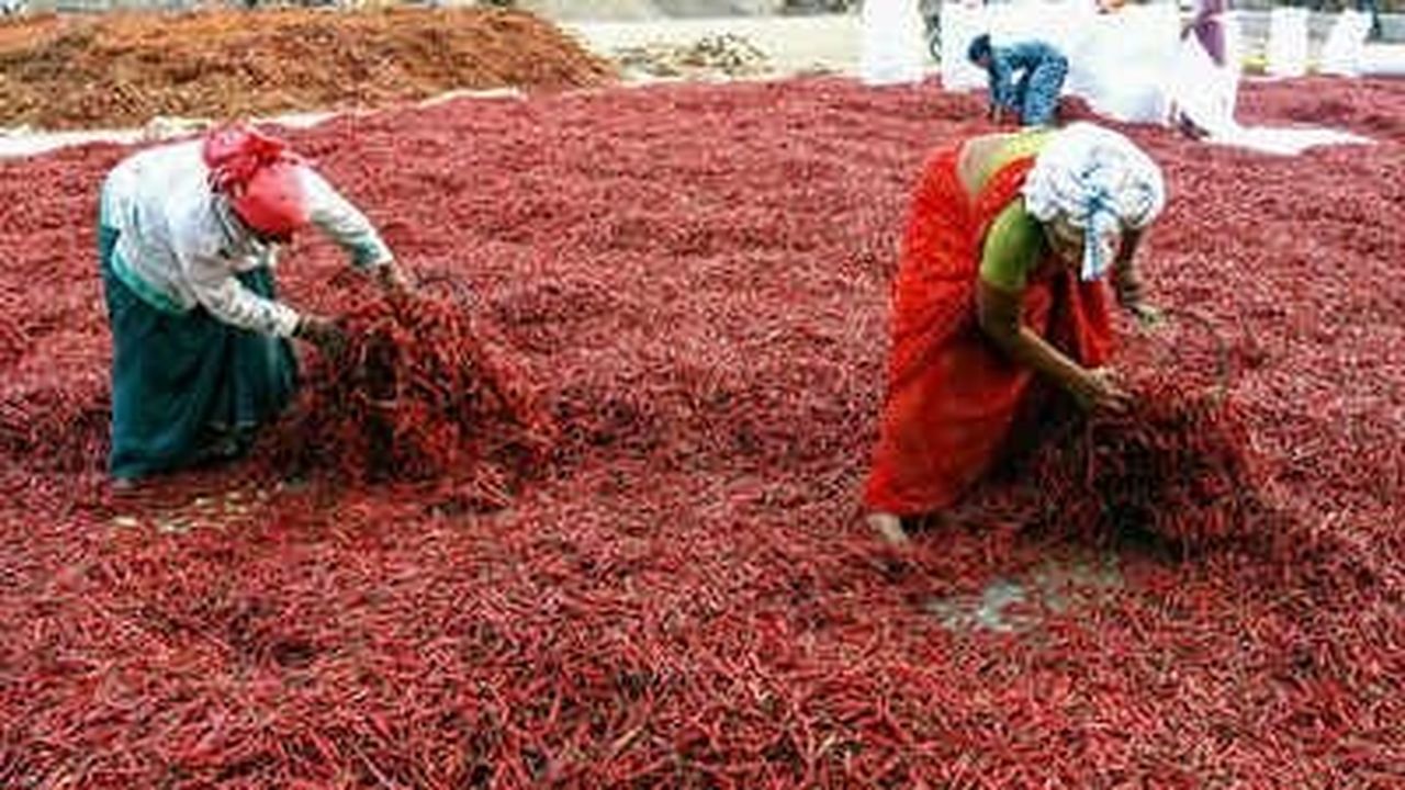 सूखे में लाल मिर्च बनी किसानों का सहारा, डिब्बी मिर्च का भाव लाख की ओर