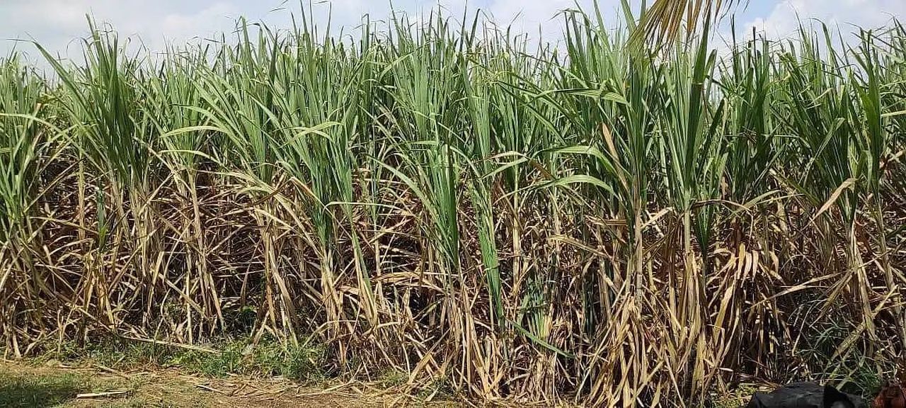 कर्नाटक में चीनी मिलों के पहिए थमे, गन्ना किसानों की बढ़ी चिंता