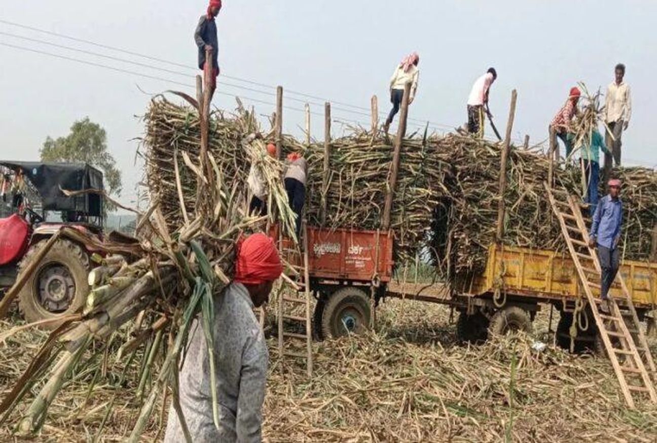 दाम की लड़ाई में सूख रहा गन्ना, नुकसान की जिम्मेदारी किसकी?