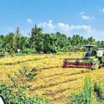 सूखे ने घटाई धान की पैदावार, अब बारिश बनी कटाई में बाधा