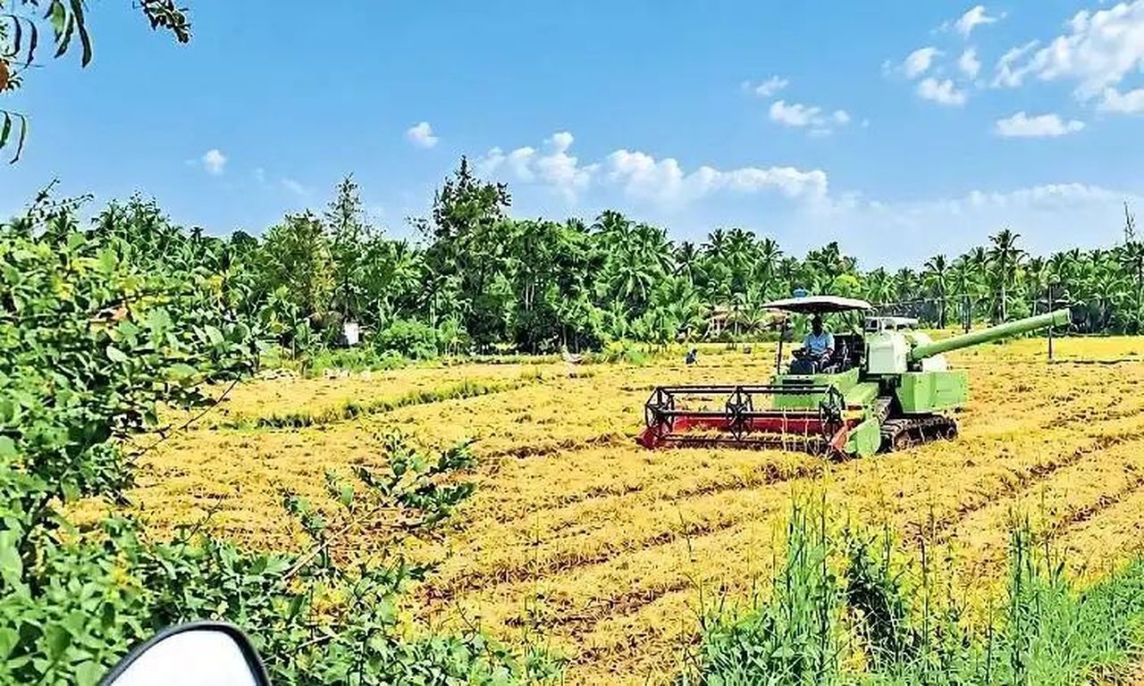 सूखे ने घटाई धान की पैदावार, अब बारिश बनी कटाई में बाधा