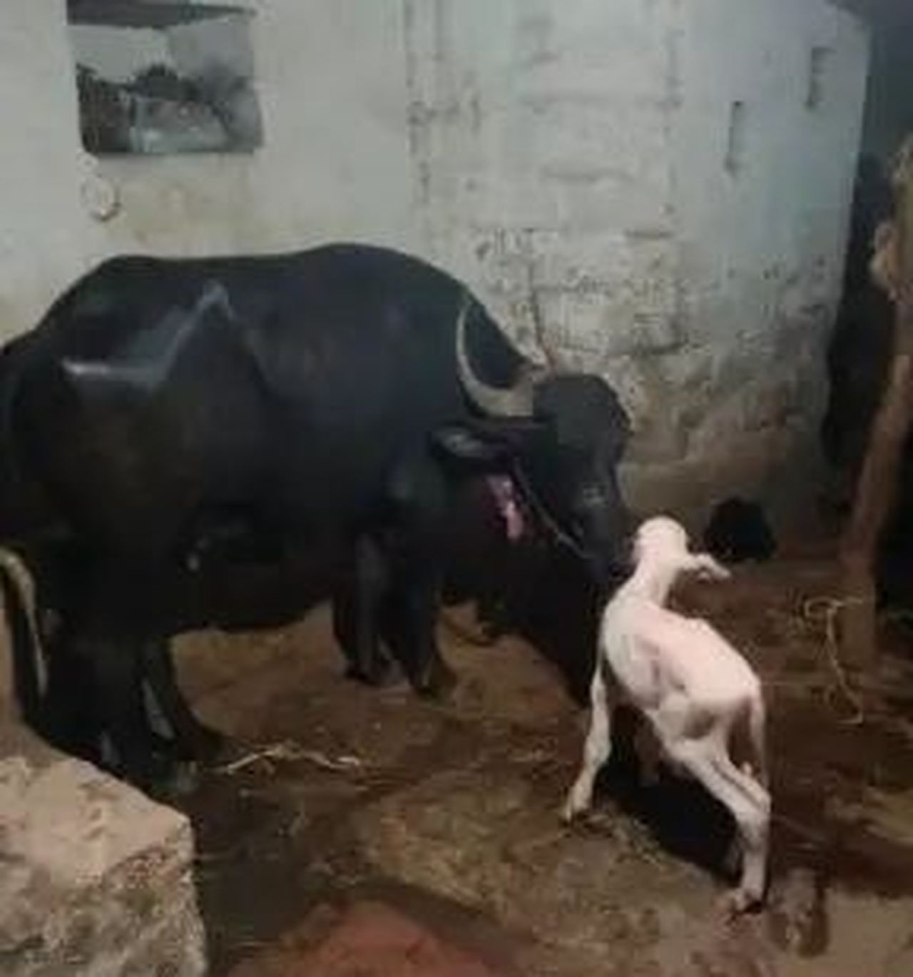 भैंस ने दिया सफेद बछड़े को जन्म, नारायणपुर गांव में कौतूहल