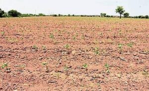 दो लाख हेक्टेयर में फसल बर्बाद, दो लाख किसान परिवारों पर सूखे की मार